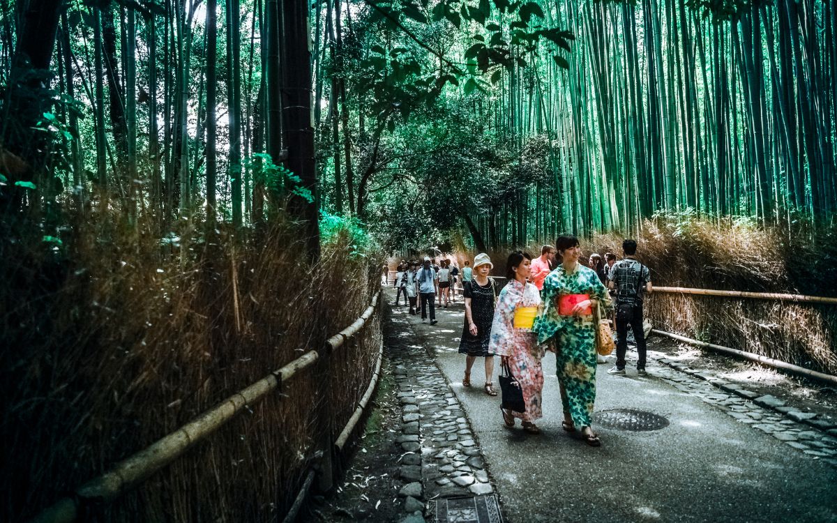 Japan bamboo forest