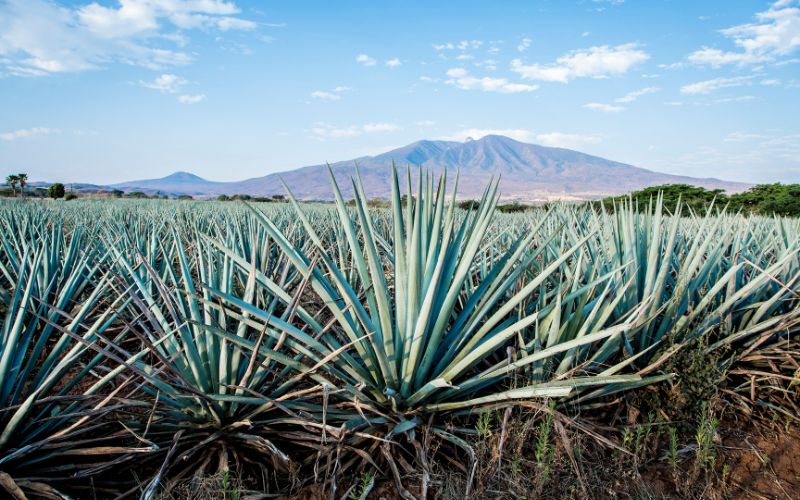 Agave tequila landscape in Guadalajara, Jalisco, Mexico