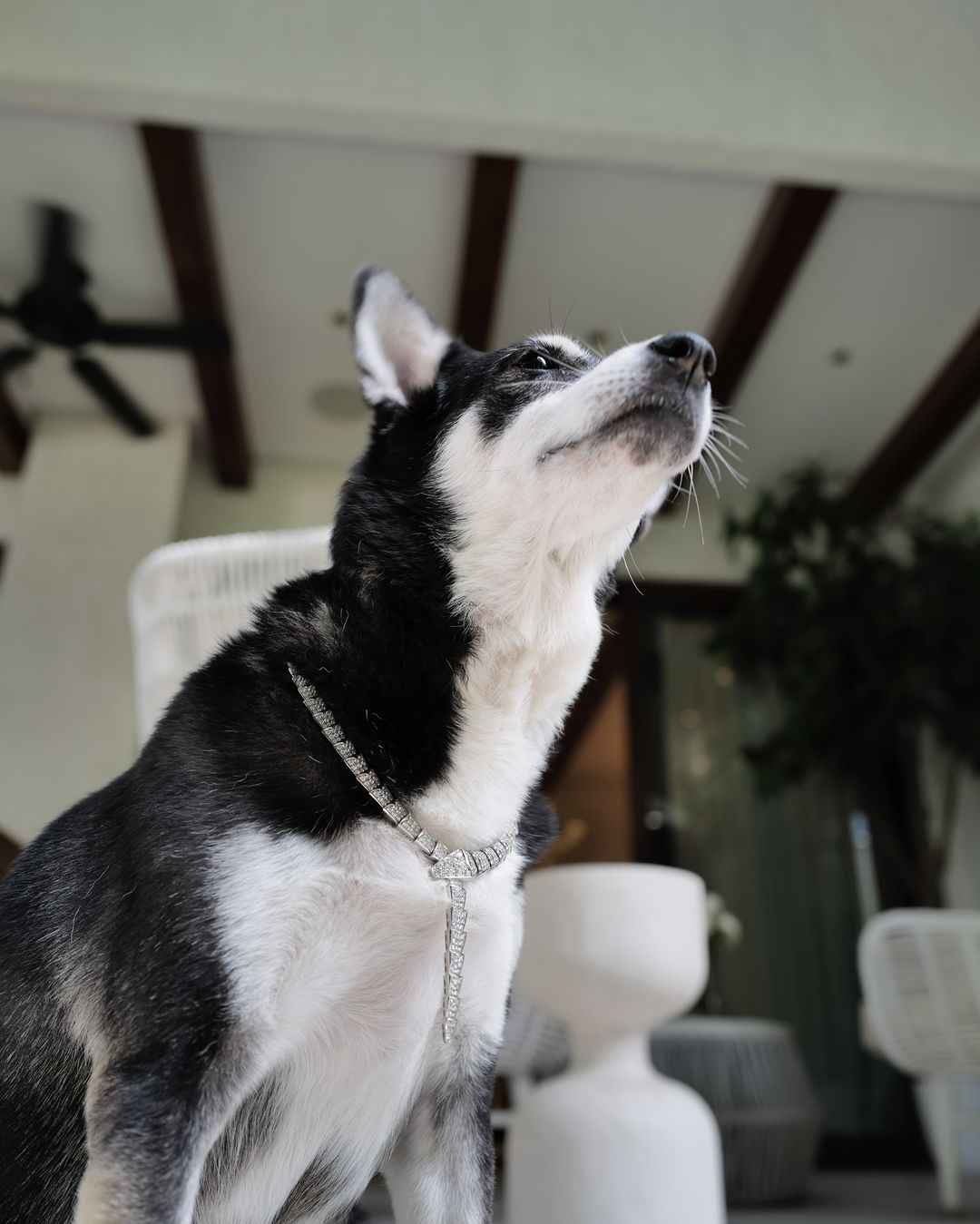 Heart Evangelista's Dog Wearing Bulgari's Serpenti Viper Necklace |  Preview.ph